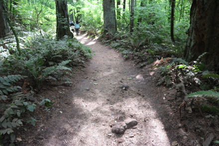 Big Fir Trail – root in middle of trail and throughout natural surface route